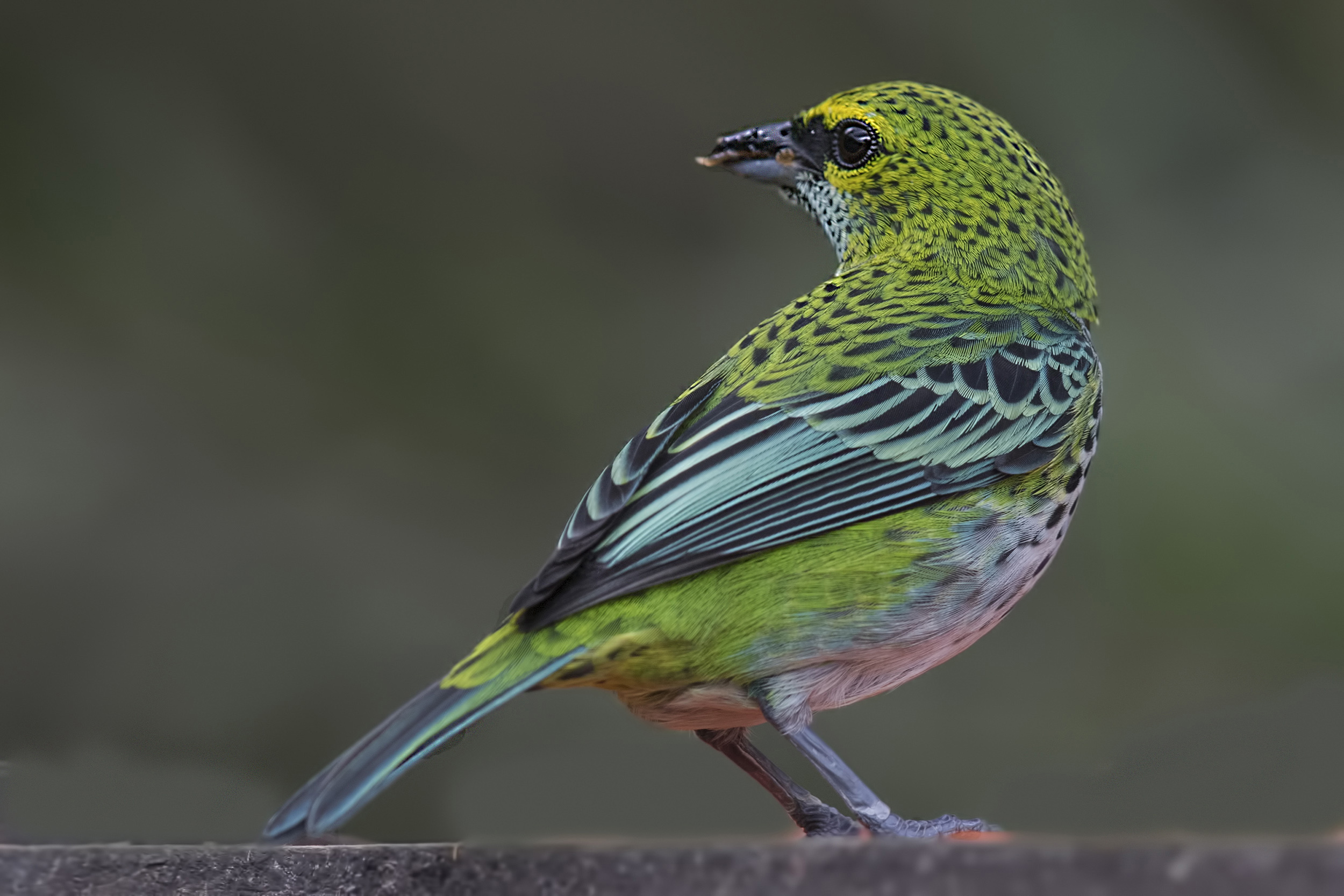 Speckled Tanager